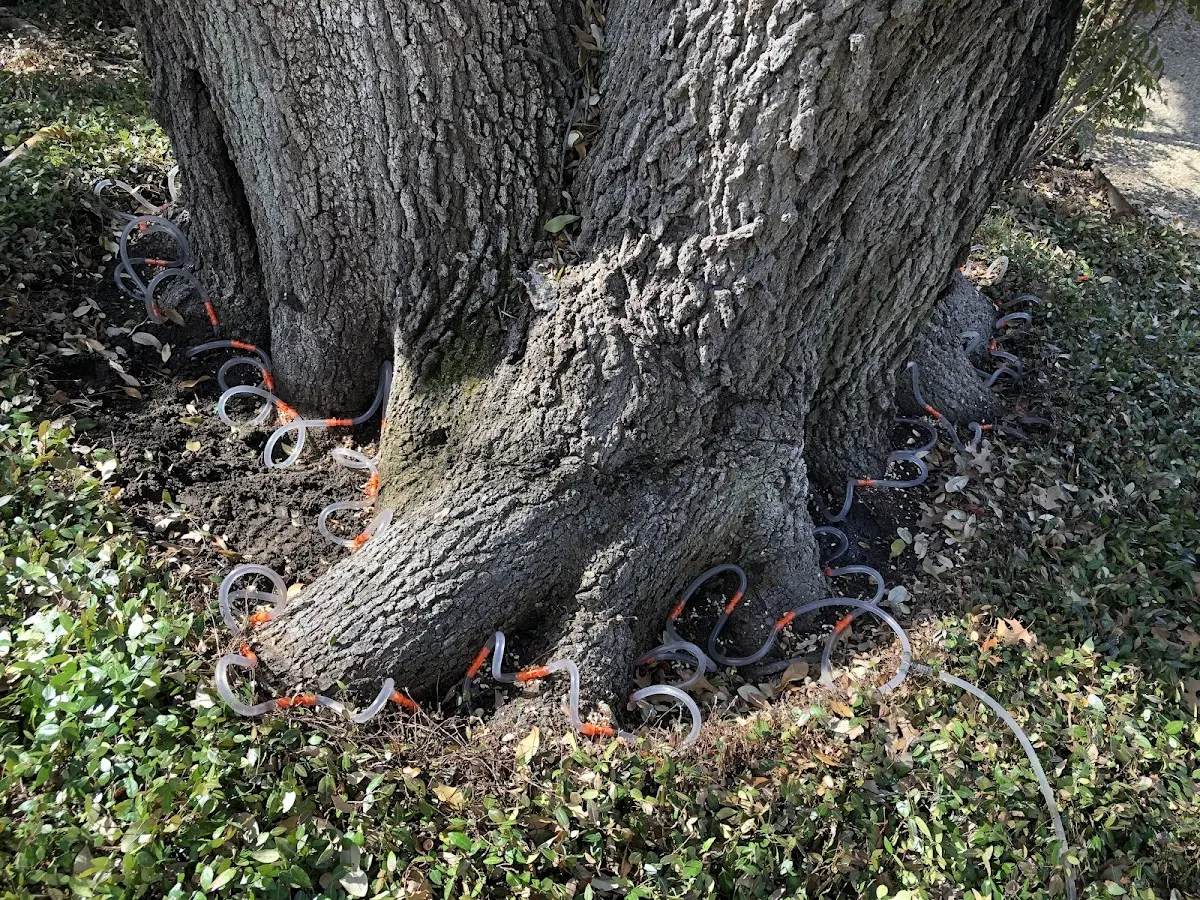 Detailed Tree Cabling and Bracing job site in Rumford