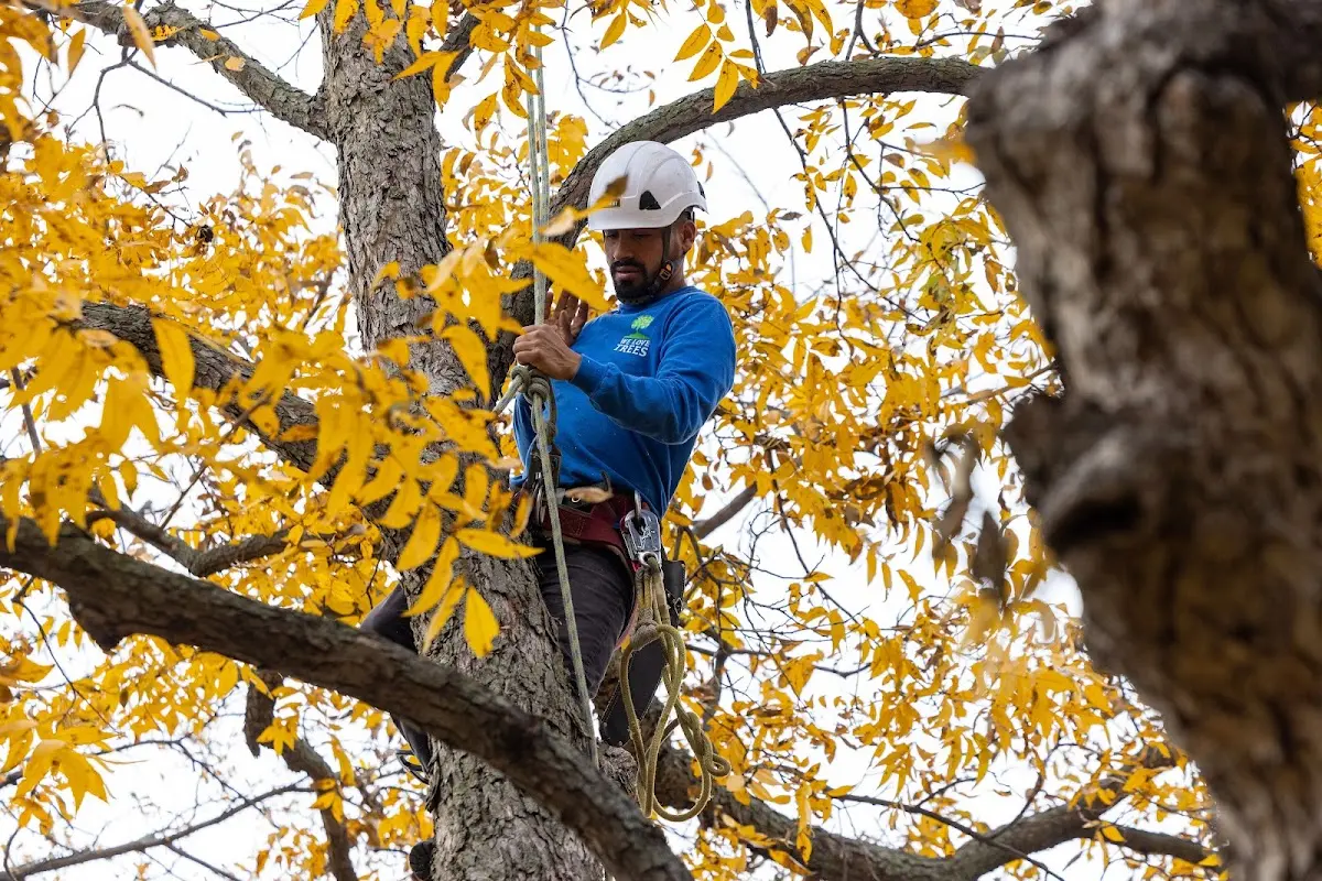Skilled Tree Trimming crew working in Rumford